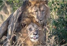 En Kenia culpa al turismo gay de un encuentro sexual entre leones machos