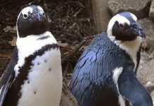 Una pareja de pingüinos gay roba huevos de un nido de otra pareja de lesbianas para convertirse en padres