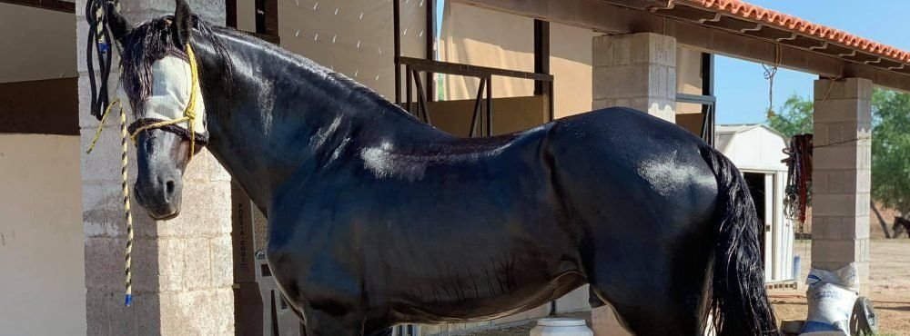 Portada de gabriel lujan