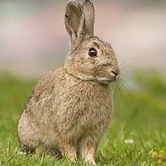 Paolo 45 activo callao